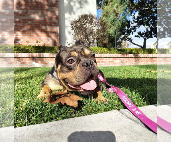 Medium Photo #3 Bulldog-Unknown Mix Puppy For Sale in San Jose, CA, USA