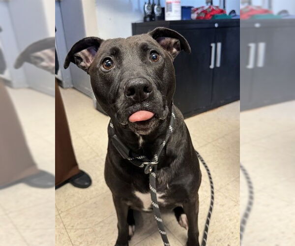 Medium Photo #1 Labrador Retriever Puppy For Sale in Olathe, KS, USA