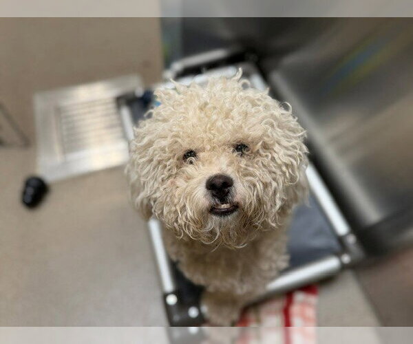 Medium Photo #1 Poodle (Miniature) Puppy For Sale in Denver, CO, USA