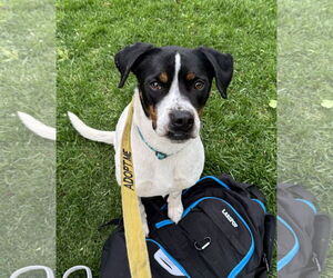 Boxer-Unknown Mix Dogs for adoption in Farmington, MN, USA