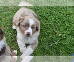 Small Photo #5 Miniature Australian Shepherd Puppy For Sale in WICHITA FALLS, TX, USA