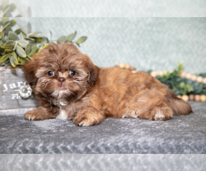 Medium Shih Tzu