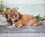 Puppy Billy Shih Tzu