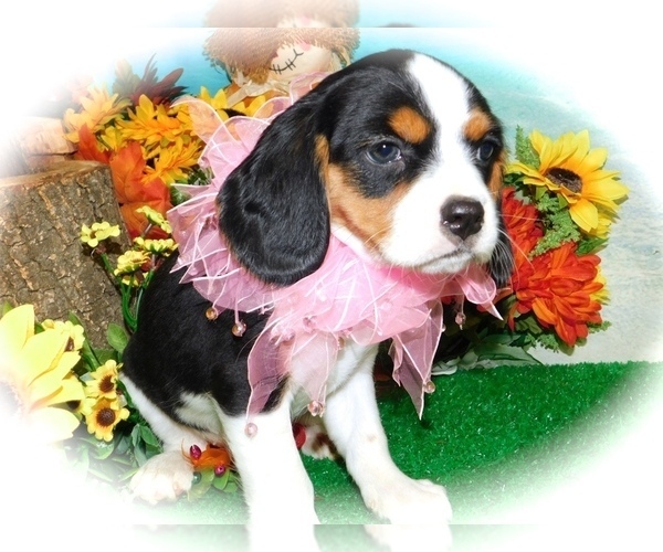 Medium Photo #3 Beagle Puppy For Sale in HAMMOND, IN, USA