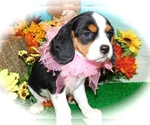 Small Photo #3 Beagle Puppy For Sale in HAMMOND, IN, USA