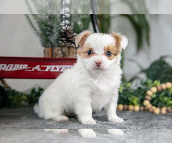 Medium Photo #8 Chihuahua Puppy For Sale in DUNDEE, OH, USA