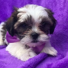 Shorkie Tzu Puppy for sale in EAST EARL, PA, USA