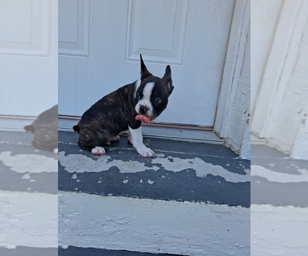 Medium Photo #1 Faux Frenchbo Bulldog Puppy For Sale in TAMPA, FL, USA