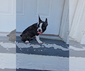 Faux Frenchbo Bulldog Puppy for sale in TAMPA, FL, USA