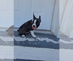 Image preview for Ad Listing. Nickname: Frenchton