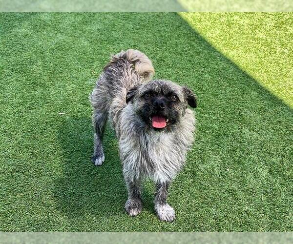 Medium Photo #1 Pugairn Puppy For Sale in Orange, CA, USA