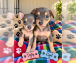 Small Chihuahua Mix