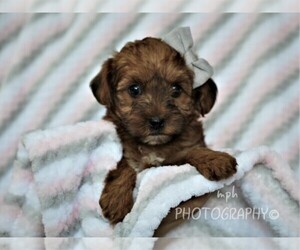 YorkiePoo Puppy for sale in LIBERTY, KY, USA