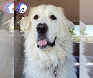 Great Pyrenees Dogs for adoption in Spring, TX, USA