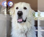 Small Great Pyrenees