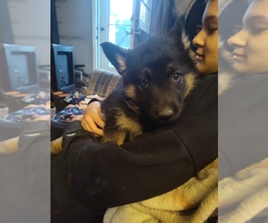 German Shepherd Dog Puppy for sale in LAWRENCEBURG, KY, USA