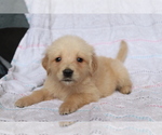 Small Photo #3 Golden Retriever Puppy For Sale in SHILOH, OH, USA