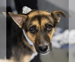 German Shepherd Dog-Unknown Mix Dogs for adoption in San Antonio, TX, USA