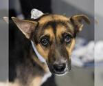 MAX - Male German Shepherd Dog-Unknown Mix Dog for Adoption - Small photo