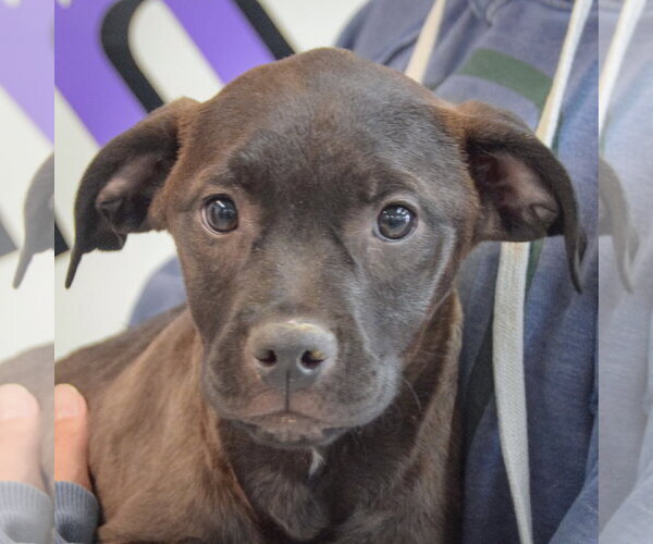 Medium Photo #2 American Staffordshire Terrier-Unknown Mix Puppy For Sale in Huntley, IL, USA