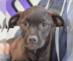 Small #1 American Staffordshire Terrier Mix