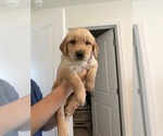 Litter of 8 - Male(s) and Female(s) Golden RetrieverLitter of Puppies for Sale - Photo #5