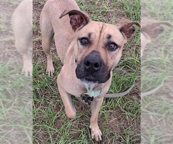 Medium Photo #3 Black Mouth Cur Puppy For Sale in Ocala, FL, USA