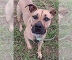 Small Photo #3 Black Mouth Cur Puppy For Sale in Ocala, FL, USA