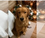 Small Photo #1 Golden Retriever Puppy For Sale in PEORIA, AZ, USA