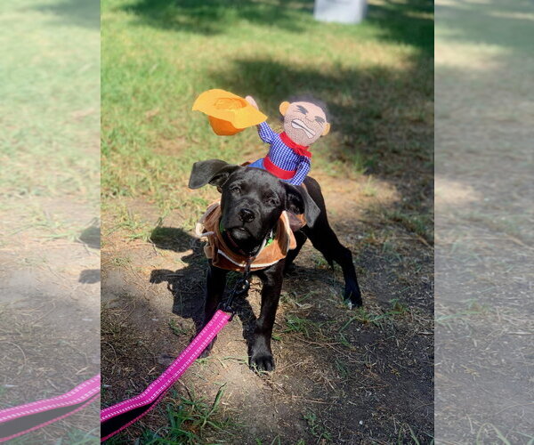 Medium Photo #4 Labrador Retriever-Unknown Mix Puppy For Sale in San Diego, CA, USA