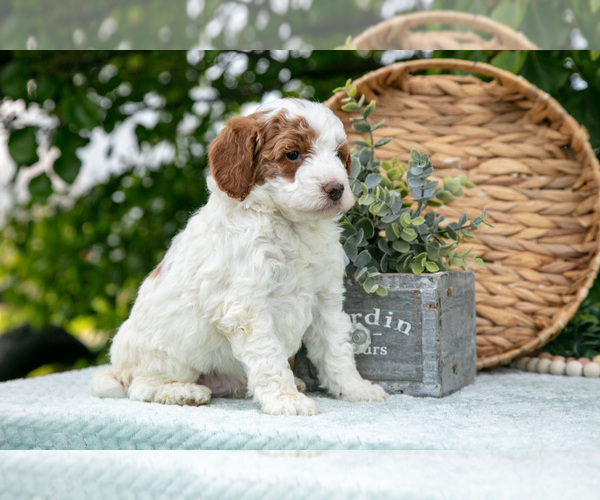 Medium Photo #25 Poodle (Miniature) Puppy For Sale in WOLCOTTVILLE, IN, USA