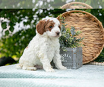 Small #3 Poodle (Miniature)