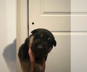 German Shepherd Dog-Siberian Husky Mix Dogs for adoption in Imlay City, MI, USA