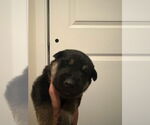 Small German Shepherd Dog-Siberian Husky Mix