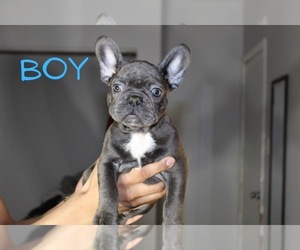 French Bulldog Puppy for Sale in SCHERERVILLE, Indiana USA