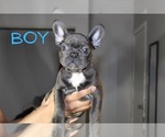 Small Photo #1 French Bulldog Puppy For Sale in SCHERERVILLE, IN, USA
