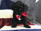 Small Photo #4 Poochon Puppy For Sale in HONEY BROOK, PA, USA