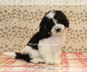 Miniature Bernedoodle Puppy for sale in DENVER, PA, USA