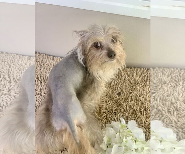Medium Photo #5 Mutt Puppy For Sale in Santa Clarita, CA, USA
