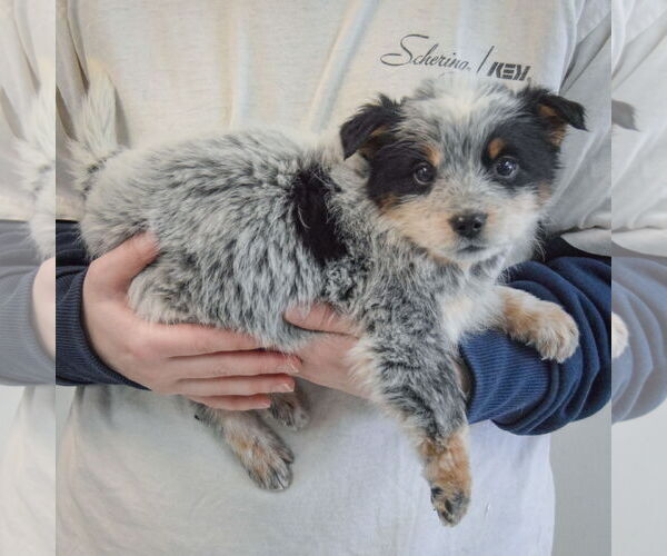 Medium Photo #2 Mutt Puppy For Sale in Huntley, IL, USA