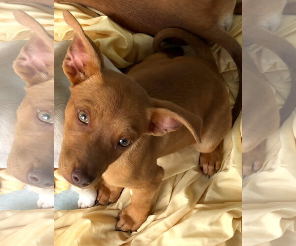 Medium Photo #9 Miniature Pinscher-Unknown Mix Puppy For Sale in Wakefield, RI, USA