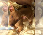 Small #8 Miniature Pinscher Mix