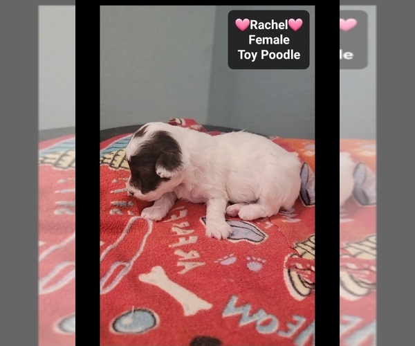 Medium Photo #3 Poodle (Toy) Puppy For Sale in TUCSON, AZ, USA