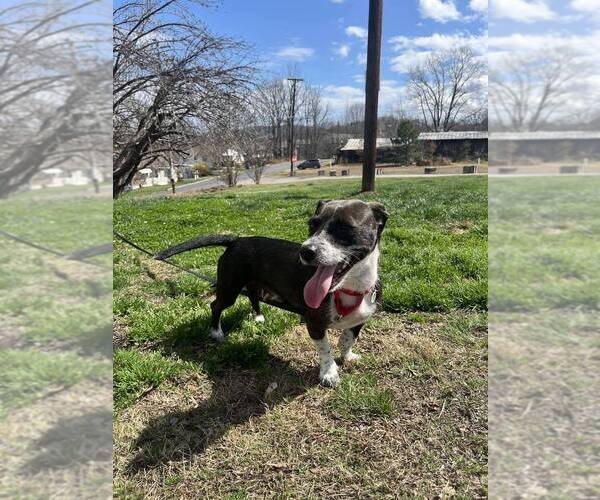 Medium Photo #4 Mutt Puppy For Sale in Candler, NC, USA