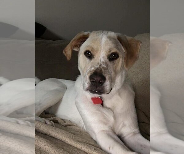 Medium Photo #3 Labrador Retriever-Unknown Mix Puppy For Sale in New York, NY, USA
