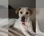 Small #2 Labrador Retriever Mix