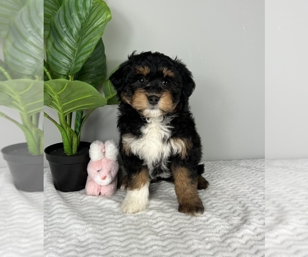 Medium Photo #4 Aussiedoodle Miniature  Puppy For Sale in FRANKLIN, IN, USA