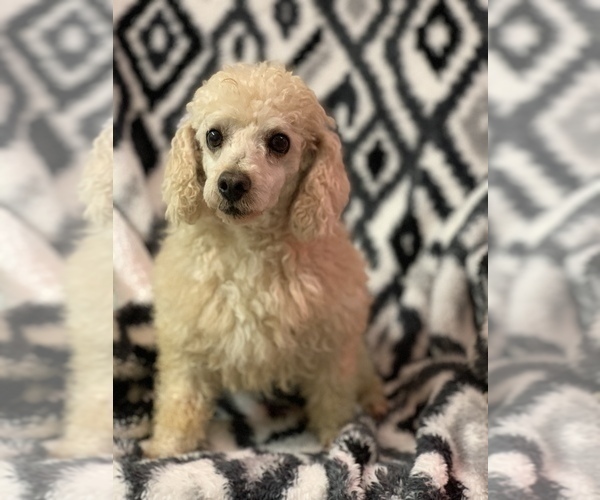 Medium Photo #1 Cavapoo (Miniature) Puppy For Sale in GREENVILLE, MO, USA