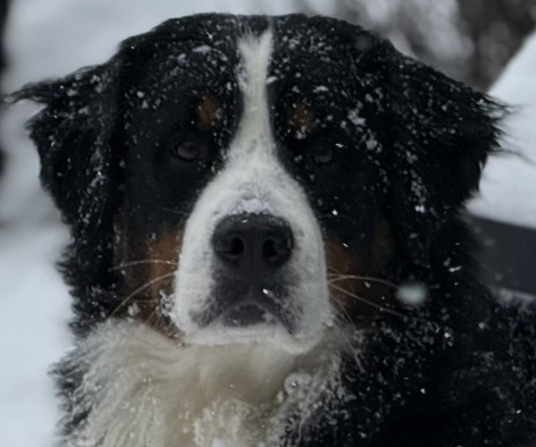 Medium Photo #1 Bernese Mountain Dog Puppy For Sale in SPRINGFIELD, OH, USA