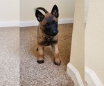 Small #4 Belgian Malinois